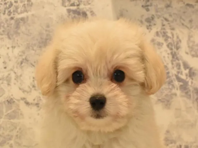 群馬県のハーフ犬・ミックス犬 (ペッツワン伊勢崎店/2025年2月15日生まれ/女の子/クリーム)の子犬